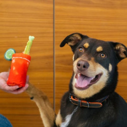 P.L.A.Y. Barking Brunch kokteil – mänguasi koertele - Bosse