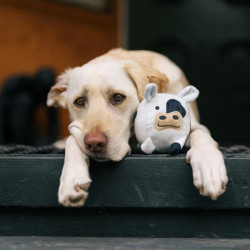 P.L.A.Y. Barnyard Buddies lehm – mänguasi koertele - Bosse
