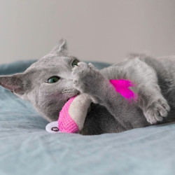 Catstages Dental Shrimpies mänguasi kassinaerisega kassidele 2 tk - Bosse