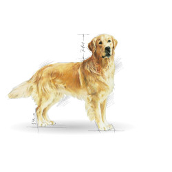 Royal Canin Golden Retriever Adult kuivtoit koertele