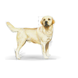 Royal Canin Labrador Retriever Adult kuivtoit koertele