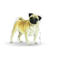 Royal Canin Pug Adult kuivtoit koertele