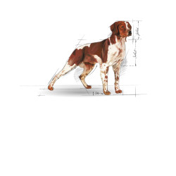 Royal Canin Medium Adult kuivtoit koertele