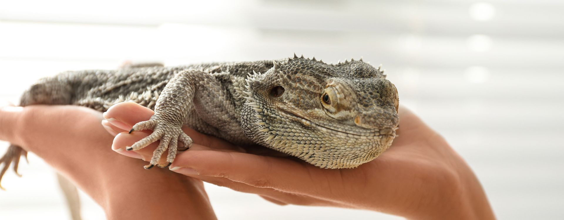 Svajojate įsigyti egzotinį augintinį? Veterinarė atskleidė, kam svarbu pasiruošti Svajojate įsigyti egzotinį augintinį? Veterinarė atskleidė, kam svarbu pasiruošti