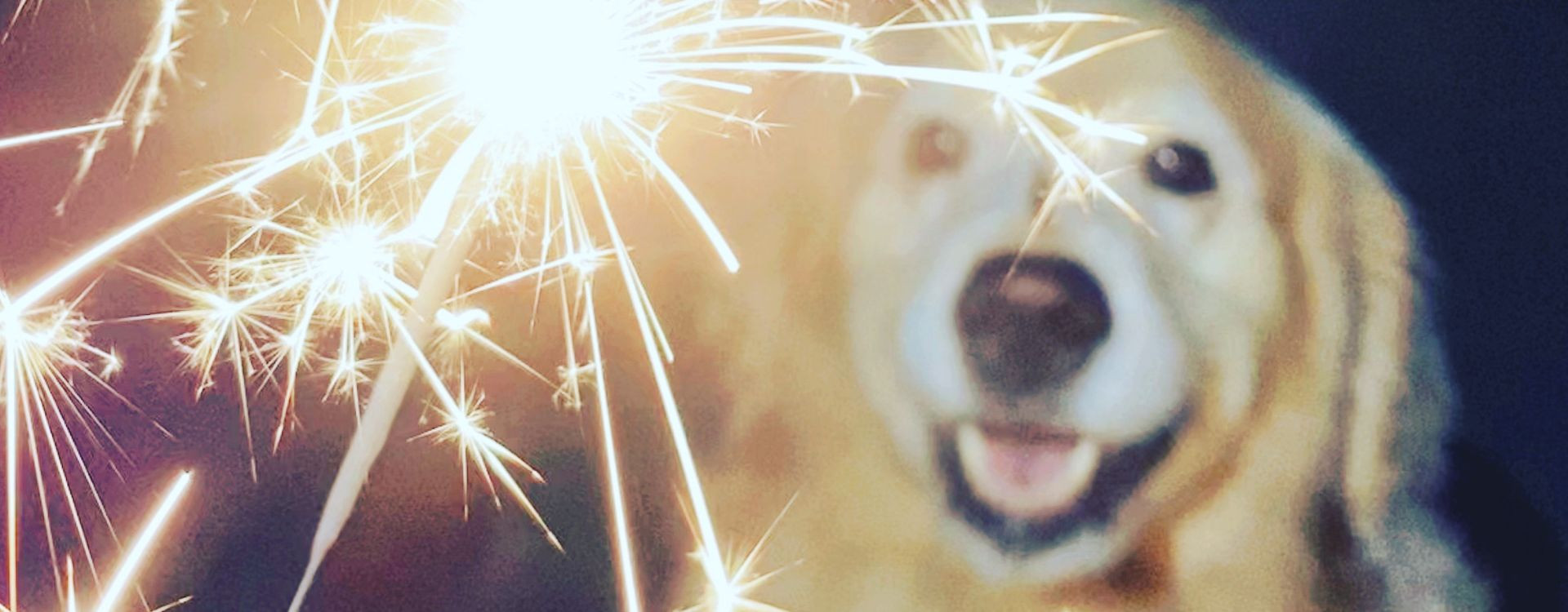 Veterinarijos specialistė perspėja: fejerverkai kelia ne tik stresą bet ir pavojų gyvūnų sveikatai Veterinarijos specialistė perspėja: fejerverkai kelia ne tik stresą bet ir pavojų gyvūnų sveikatai