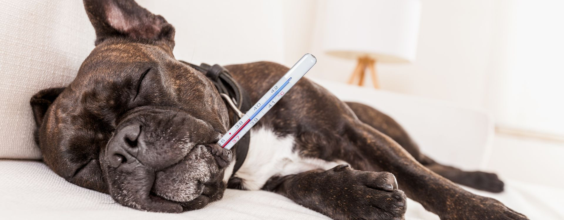 Veterinarijos specialistė pataria, kaip padėti apsinuodijusiam augintiniui Veterinarijos specialistė pataria, kaip padėti apsinuodijusiam augintiniui