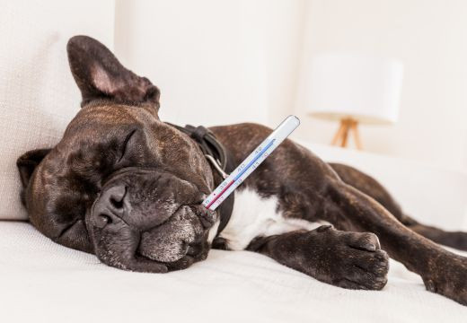 Veterinarijos specialistė pataria, kaip padėti apsinuodijusiam augintiniui