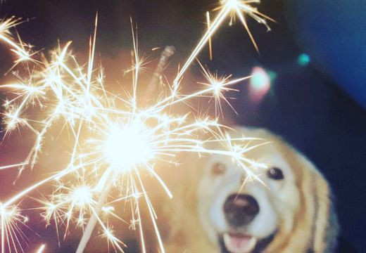 Veterinarijos specialistė perspėja: fejerverkai kelia ne tik stresą bet ir pavojų gyvūnų sveikatai