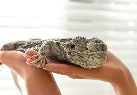 Svajojate įsigyti egzotinį augintinį? Veterinarė atskleidė, kam svarbu pasiruošti