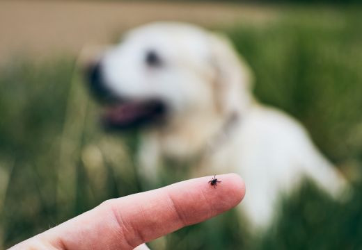 Erkių sezonas įsibėgėja – kaip apsaugoti savo augintinį?